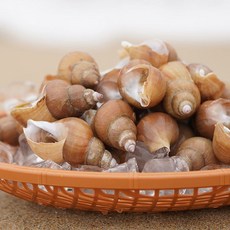 동해안 생물 백골뱅이 활 백고동, 1개, 백골뱅이 소 1kg(35미내외)