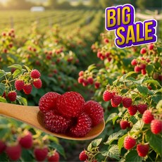 [특가할인]톡톡터지는 생산딸기 산딸기 생과 라즈베리, 1개, 250g