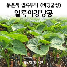 [모종심는아빠] 비덩굴성 품종의 붉은색 얼룩무늬 얼룩이강낭콩 모종, 모종3개, 1개