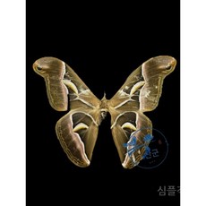 금지카테고리//출산/육아-완구/인형-자연/과학완구-곤충학습EERC, B