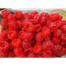 {농업회사법인시온} 2026년 햇 산딸기 최고의 당도 신선도 보장 250g 500g, 2개