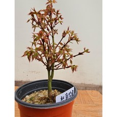 팅커벨 청희단풍, 1개