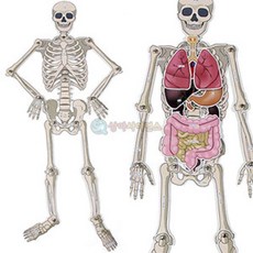 중등 수업재료 인체모형 조립하기 과학실험키트 과학교구 과학상자 인체해부모형 과학, 1개