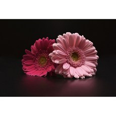 코나 주방아트보드 가스렌지 인덕션 가드 가림막 기름튐방지 분홍국화, 1개