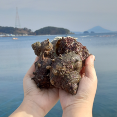 [산지직송] 통통한 국내산 제철 통영 뿔소라, 1개, 국내산 통영 뿔소라 3kg