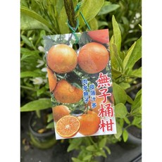 霏霏園藝 無籽桶柑盆栽，高度100-120公分, 1個
