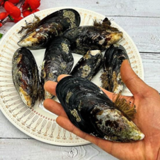 자연산 제철 섭, 1박스, 1kg (4-7미내외)