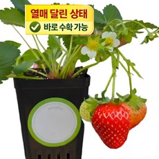 딸기 달린 딸기 키우기 세트 설향 딸기모종 화분 키트 2주안에 수확