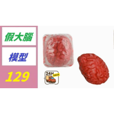 假大腦模型 科學玩具, 1個