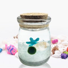 마리모 키우기 별푸딩 세트 어항 DIY 장식 수상식물, 1개