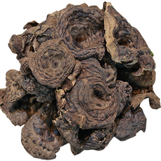 맛찬 건 능이버섯 업소용 대용량, 1개, 1kg(특급)