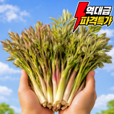 [하루100박스한정] 시즌한정특가 제철 땅두릅 눈꽃, 1박스, 1.5kg