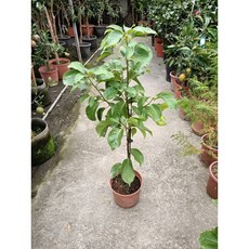 一葉植富 牛樟一棵250 居家盆栽 綠植 淨化空氣, 綠色