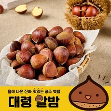 25년 공주 정안 대령 알밤 대특 1kg 2kg 3kg 4kg