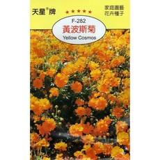 【野菜部屋】黃波斯菊 Yellow Cosmos 天星牌種子 穗耕種苗 Y22, 1包