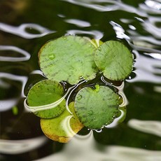 미미네아쿠아 부상수초 아마존프로그비트 - 구피치어 수생식물, 1개