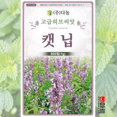 1+3 캣닙 허브씨앗 1g 800립 / 고양이 개박하 다년생 고급 허브씨 / 씨앗 3종 랜덤발송 사은품 증정