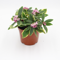 [골든플랜트] 천리향나무 소품 향이좋은천리향나무 천연방향제나무 실내공기정화식물 현재 꽃이 없습니다, 1개