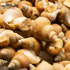 조업 발송 포항 생물 백고뱅이 백고동 특대, 1개, 12-18미 1kg