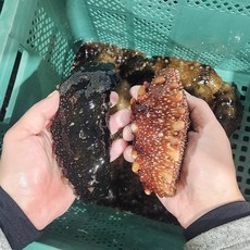 자연산 활해삼 돌기해삼 국내산 생물, 1세트, 1kg(2~5미)
