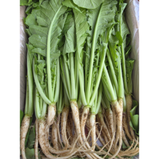 국내산 열무4kg 신선채소 김치용 제철, 1개, 4kg