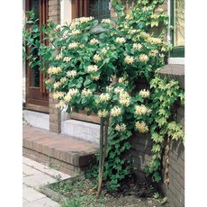 인동 할리아나 P9 포트묘 여름꽃 덩굴식물 넝쿨식물 금은초 금은화 노지월동, 1개