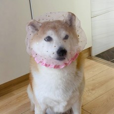 제프노 강아지페이스커버 방지 강아지 페이스커버, 1개입 스타라이트 핑크, 1개