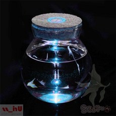 서이 마리모 키우기 LED 코르크 유리병 12x13cm 마리모키우기