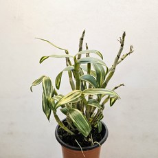 희귀석곡 ~설주, 1개