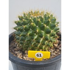 [가람다육] 금양환 선인장, 1개, 금양환61