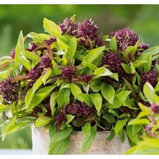 타이바질 (감초향바질) 허브 씨앗 20립 소포장, 1개