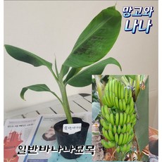 일반바나나묘목1포트, 1개