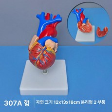 인체 심장 해부학 모형 의학 교육용 실습 분리형 구조 혈관, 307A 표준 대형, 1개, 1L