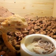 살아있는 로이애 슈퍼밀웜 1+2 햄스터 도마뱀 고슴도치 앵무새 반려동물 먹이, 90개, 0.7g