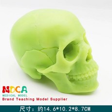 모형 해골 해부 모형도 해부학 골격 사람 뼈, E (상세페이지 참고)