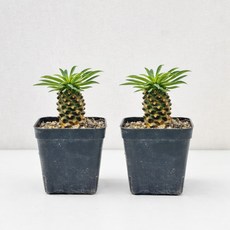 직접생산한 튼실한 괴마옥, 2개
