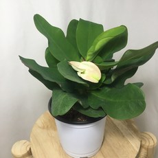 [해피그린 화원] 왕꽃송이꽃기린화이트 꽃기린 꽃 화이트꽃 공기정화식물 인테리어식물 반려식물 119 화원 농원, 1개, 화이트