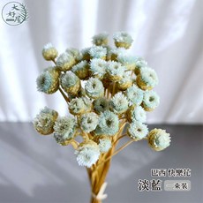 大好屋 巴西快樂花, 快樂花【淡藍】一束約50支裝