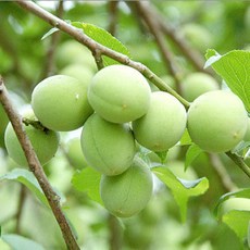 15일한정판매] 산지직송 프리미엄 국산 청매실, 1박스, 씨뺀홍메실 2KG