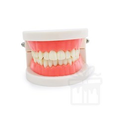 구강 교육용 치아모형 칫솔교육