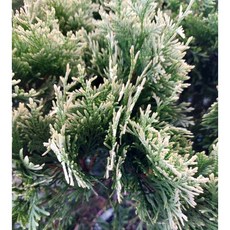 霏霏園藝白金麝香柏6吋盆栽 麝香氣味 淨化空氣 居家盆栽 園藝植物 特價優惠