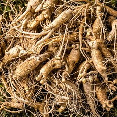 정성껏 재배한 농가인삼.믿을수있는수삼.(꼼꼼한검수 세척한 인삼.세척)진공포장은덤 다양한 크기의 폭넓은 선택사항, 1개, 04-1/비세척-다림전용 난발삼