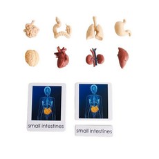 언어 자료 모델 인간 오그란 핸드웨어 도구 악기 꽃 W 3 부 카드 학습 자원, Organ with Cards, Organ with Cards