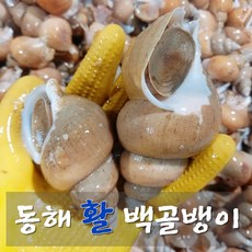 [재구매1위]탱글쫄깃 동해 자연산 특상품 백골뱅이, 1개, 소 1kg(40미 내외)