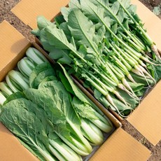 [포천채소꾼] 어린열무 얼갈이 2kg 반반 (6시내고향 방영), 1박스, 2kg 얼갈이