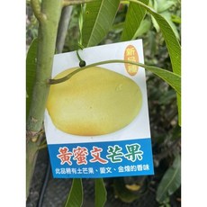 霏霏園藝黃蜜文芒果樹苗，高度150-180公分，8吋盆, 1個