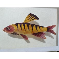 老皮影 魚皮影 表面顏料 起鼓 尺寸20x41cm, 如圖所示, 1個