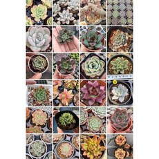 Shan Zi peng 書寫筆, 1個