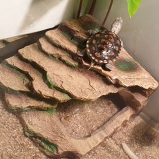 은도끼 일체형 거북이육지 쉼터 은신처, 1개, 2호