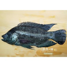 魚魚小舖 鹹水鯛魚 黑公, 1個, 300g+-15g